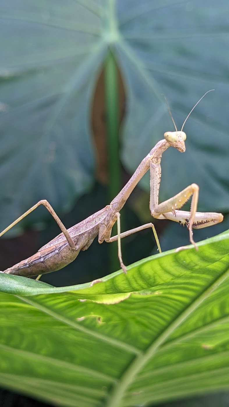 mantis